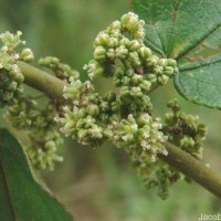 Trema orientale (L.) Blume